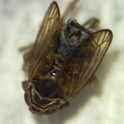 Javesella dubia